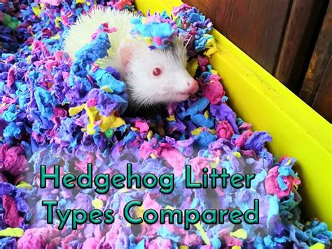 Hedgehog Litter Types Compared - Heavenly Hedgies