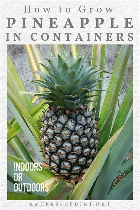 How to Care For a Pineapple Plant (Indoor Houseplant) — Empress of Dirt