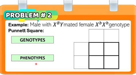 PROBLEM #2 Example: Male with XBYmated female XbXb genotype Punnett ...