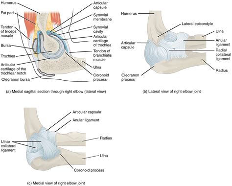 Elbow Anatomy | Hamilton & Brampton | Complete Care