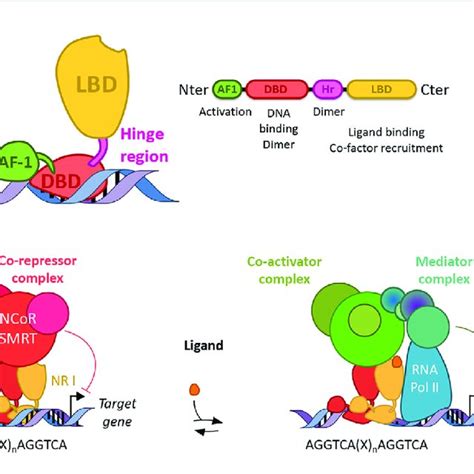 | Structure and function of nuclear receptors. (A) Canonical structures... | Download Scientific ...