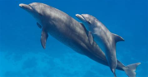 Witness a Newborn Dolphin Learn to Swim in the First Few Hours of Its Life - A-Z Animals