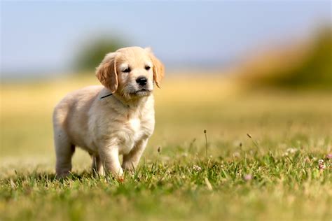 Are Golden Retrievers Aggressive?