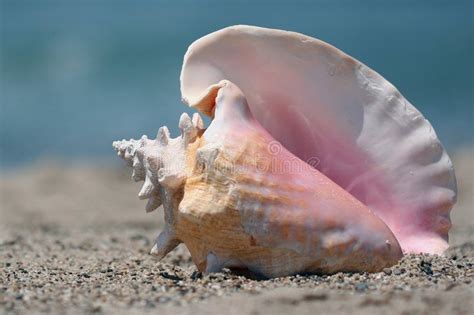 Conch shell on beach. Pink and white conch shell on sand , #AFF, #beach, #shell, #Conch, #Pink ...