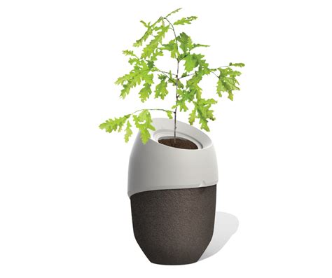 Roots - Biodegradable Cremation tree urns - with seeds – ROOTS - Muses Urns