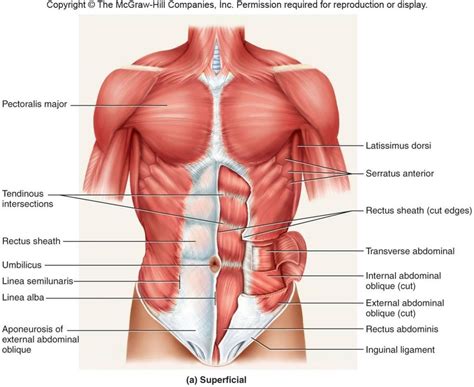 Chest Muscles Anatomy - Chest Anatomy What Are The Muscles And What Do ...