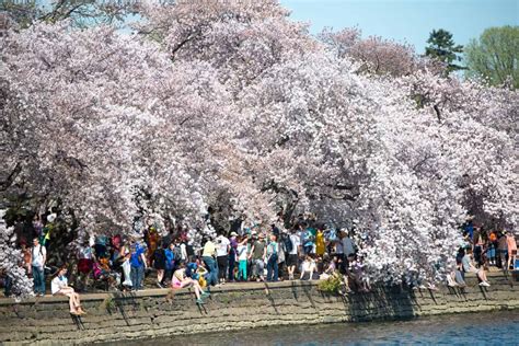 Cherry Blossom Photography Tips: Avoiding the Crowds