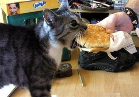 Cat Eating Food Meme - Cat Mania