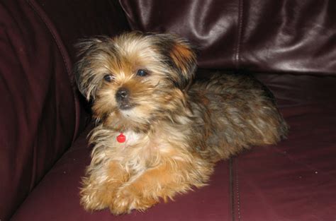 Why Your Next Pet Should Be a Shih Tzu Yorkie Mix > Puppy Toob