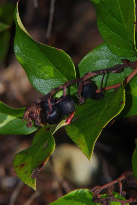 Salal Berries - Pentax User Photo Gallery