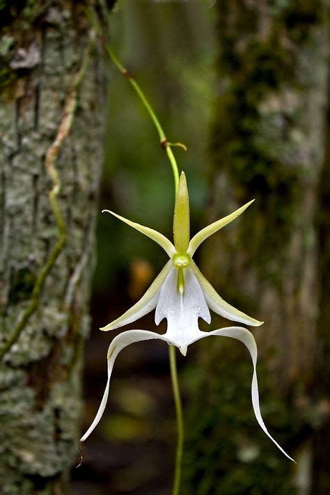 Infamous Ghost Orchid—Fakahatchee Strand, Florida Everglades | Ghost orchid, Rare flowers, Orchids