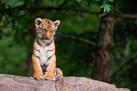 mother, cute, cub, tiger, tigru, white, animal, HD wallpaper | Peakpx