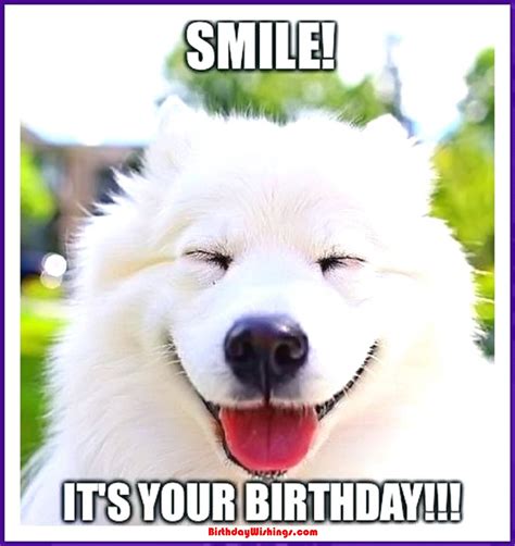 Funny Happy Birthday Memes With cats, Dogs & Funny Animals