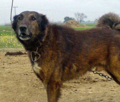 Bhakharwal Dog Information, Temperament, Training, Puppies, Pictures