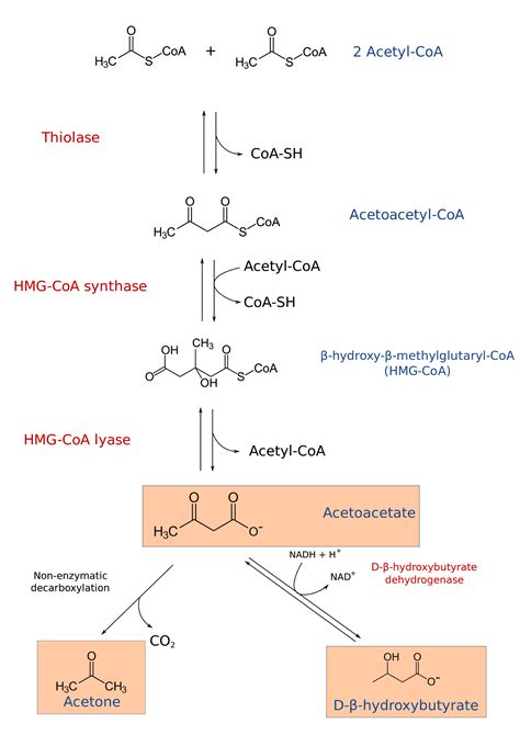 Ketogenesis: Steps, Pathway, Significance