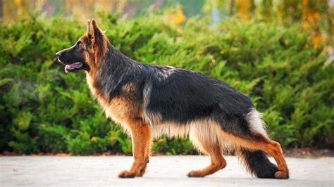 German Shepherd Dog - Price, Temperament, Life span