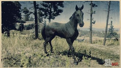 Seal Brown Dutch Warmblood | RDR2 & Online Horse Stats & Locations