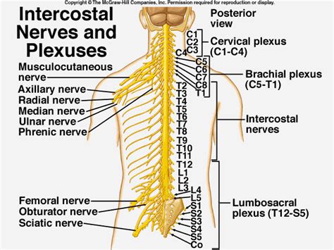 Intercostal Nerve Anatomy