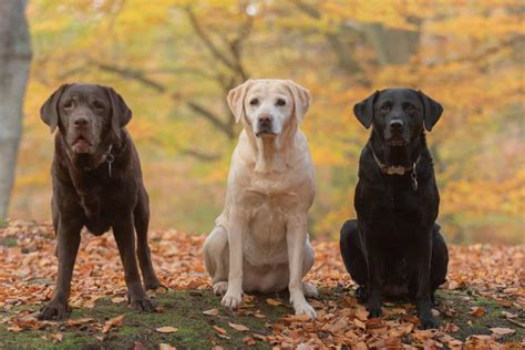 Labrador Colors: The Pinwheel of Colors and Markings