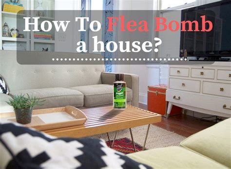 How to Flea Bomb a House?