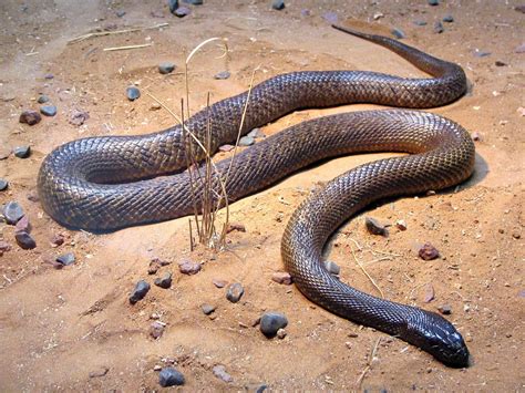 The Top 10 Deadliest and Most Dangerous Snakes in the World - Owlcation