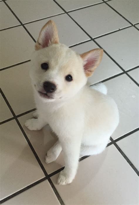 Cream Shiba Inu Puppy | いぬ, 犬, 動物