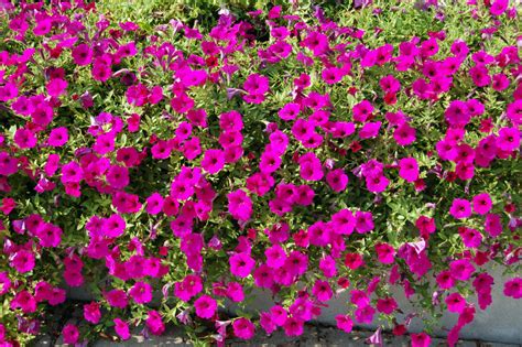 All About the Different Types of Petunias - Dengarden