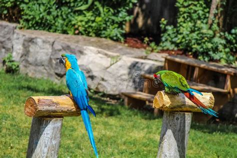 A PAIR of BLUE and GREEN PARROTS. Stock Image - Image of city, inside: 135447097