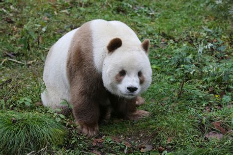 Cute brown panda is bullied by other bears for his light fur in China | Metro News