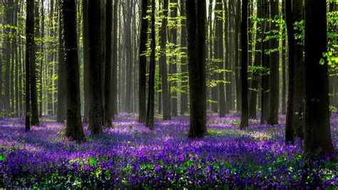 34 Spring Forest Wallpapers - Wallpaperboat