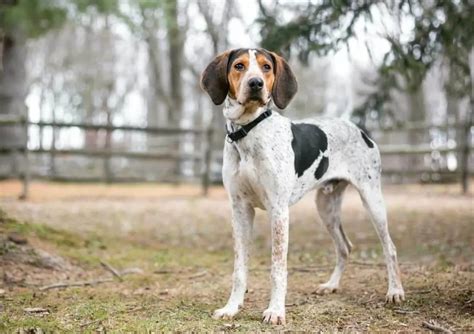 American English Coonhound: Images, Cost, Life Expectancy, and Traits