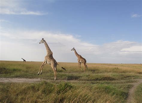 Day on our Kenya Wildlife Safari Tour | EF Go Ahead Tours