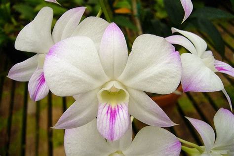 Anggrek Dendrobium : Jenis, Cara Berkembang Biak dan Perawatanya