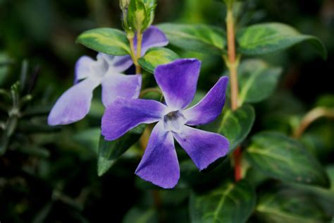 Periwinkle Flowers Free Stock Photo - Public Domain Pictures