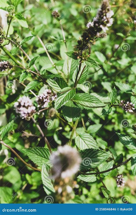 Green Mint in the Garden, Close-up. Stock Photo - Image of closeup ...