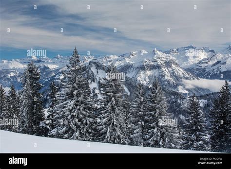 Splendid winter alpine scenery with high mountains and trees covered with snow Stock Photo - Alamy