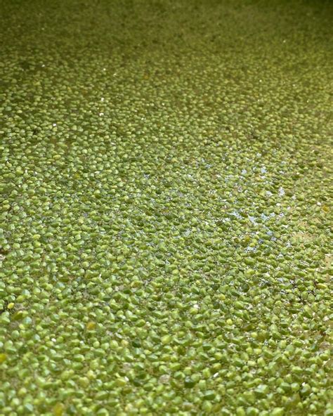 What is Duckweed used for — Eco Hub Life