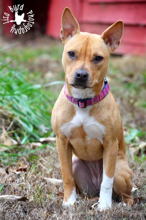 45+ Basenji Pitbull Mix Puppies - l2sanpiero