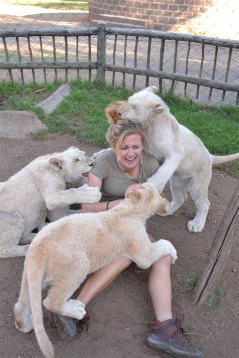 Play with the lion cubs they said, it will be fun they said! | Funny ...