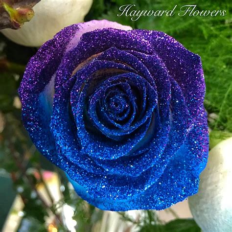 GLITTER Tip Roses 34 Royal Blue and Purple