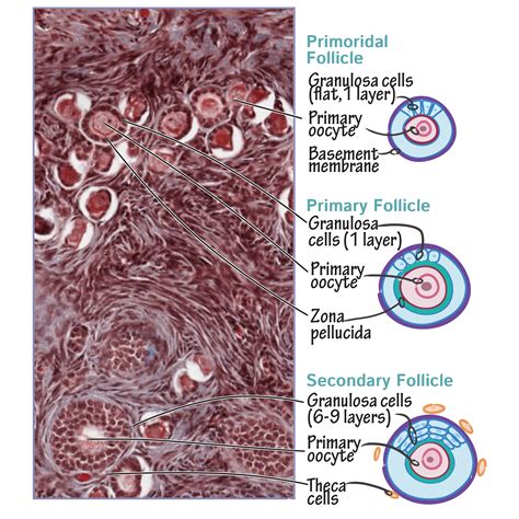 Histology Glossary Histology Ovarian Follicle Draw It To Know It | Hot ...