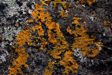 Sunburst Lichen AbbyWilson - Scarborough Land Trust