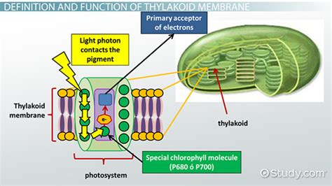 Thylakoid Membrane in Photosynthesis: Definition, Function & Structure ...