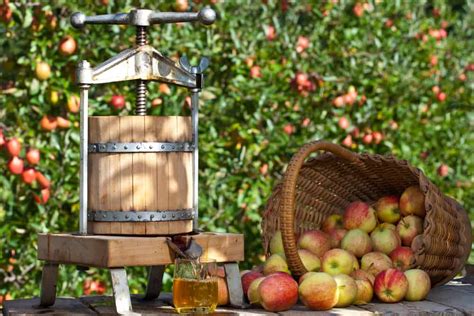 How to Start an Apple Orchard for Making Cider