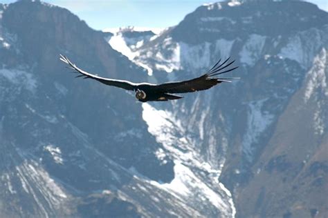 Apurimac Canyon with Condor Viewing from Cusco