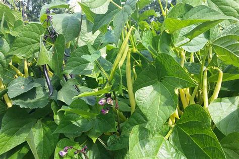 How to Grow Bush Beans | Gardener’s Path