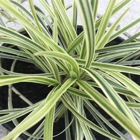 1 Gal. Aztec Variegated Liriope Grass-L524G1 - The Home Depot in 2020 ...