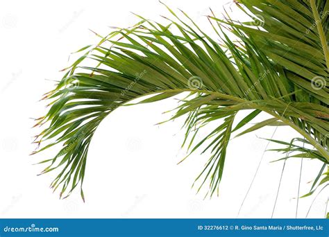 Tree branch Branch overlays, 51 Tropic Tree Branch Photo overlays Palm Branches Branches clipart ...