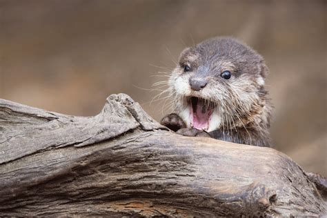 A Costumed Otter Mascot Is Wreaking Havoc and Terrorizing Townspeople in Japan