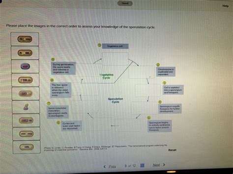 Solved Help Please place the images in the correct order to | Chegg.com